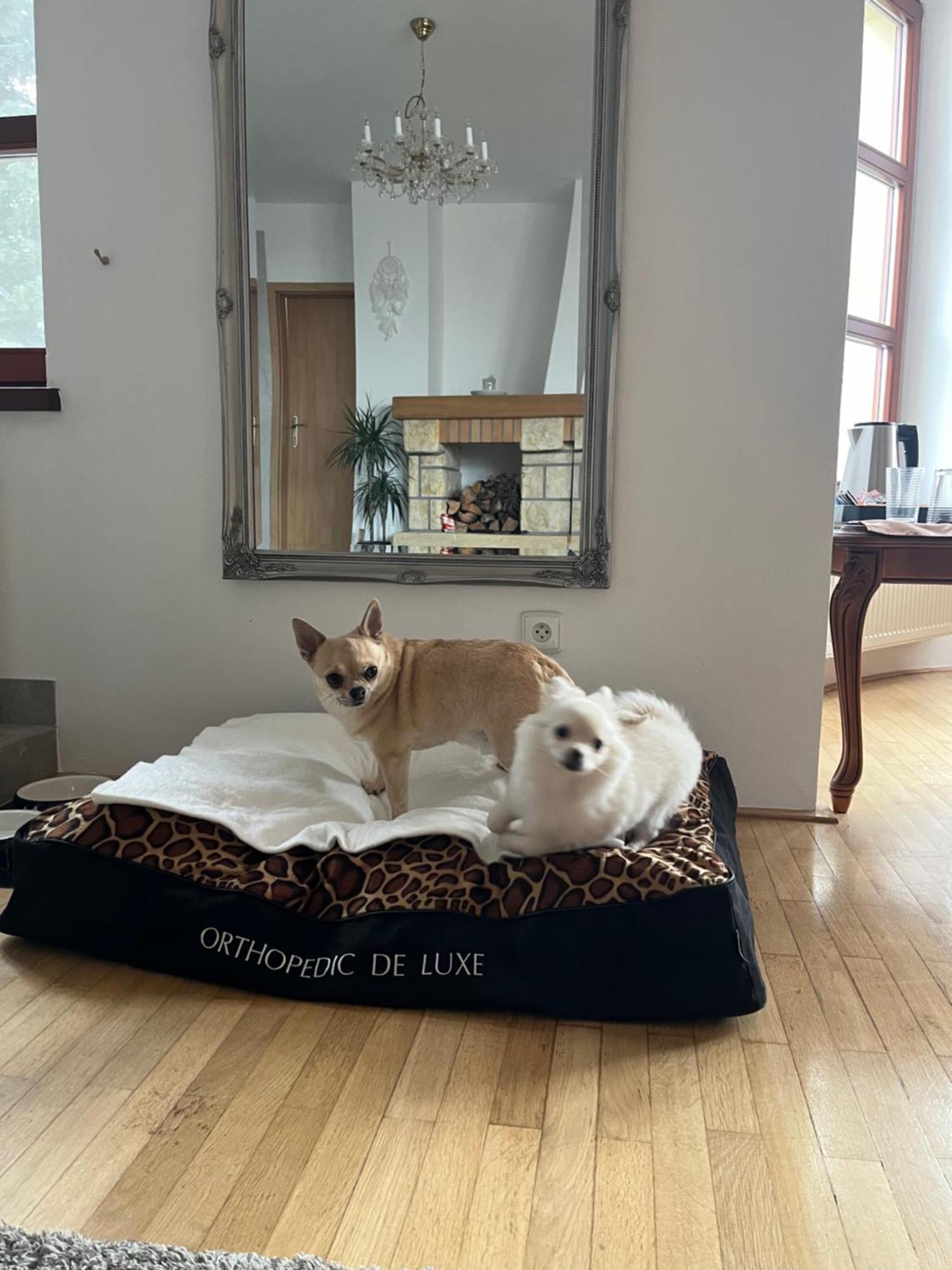 Dogs Resort And Spa Horni Bezdekov Eksteriør billede